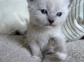 Beautiful Tonkdoll Kittens &ndash; 2 Boys & 2 Girls