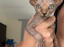 Adorable Canadian Sphynx Kitten