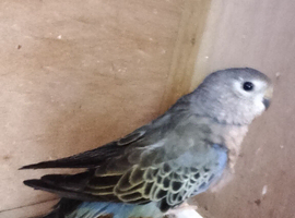 BOURKE MALE FOR SALE