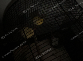 Canary&rsquo;s one boy and one girl