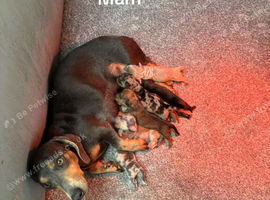Dachshund puppies