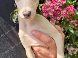Stunning cream Italian Greyhound