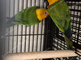 Finches to parrots