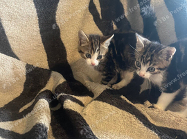 Kittens looking for their forever homes