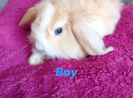 Baby mini lion lops ready 27th July