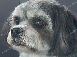 Milo 3 Year Old Shichon