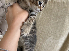 Kittens