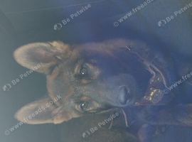 Dark Sable Female