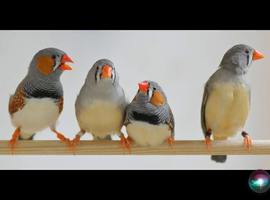Zebra finches looking for a new perch