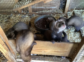 YOUNG FERRETS FOR SALE