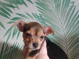 Stunning girl pup