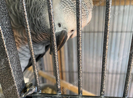 African gray Parrott for sale