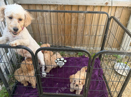4 Beautiful Labradoodle Boys