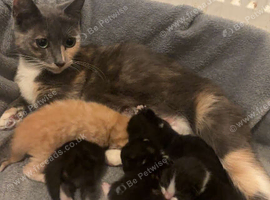 3 mix bred Maine coon tuxedo kittens for sale