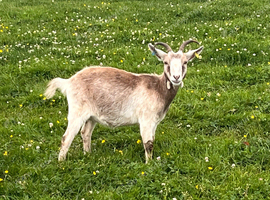 Pygmy Nannie goat