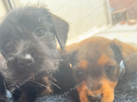Wire haired dachshund x Jack Russell puppies
