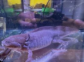 AXOLOTLS NEEDING HOMES
