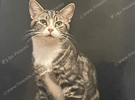 Rehome 1 Year old male cat