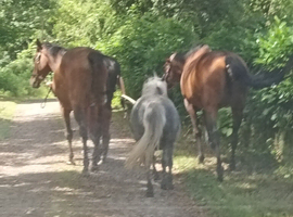 4 year old 10.1 Shetland x Dartmoor mare