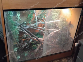 Chameleon for sale 3 year old