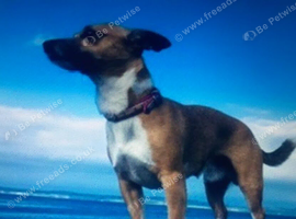 Lost chihuahua/ jack russel