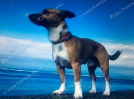 Lost dog eh17