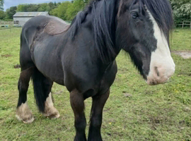 Traditional black cob