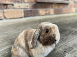 Mini lop doe for sale