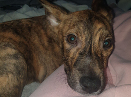 Dutch Sheperd x Staffy