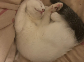 1.5 year old cat