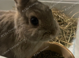 Bambi the purebred Netherland dwarf