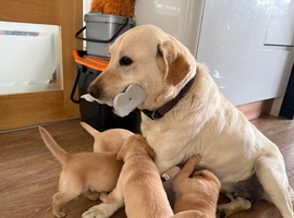 Superb KC Reg Labrador Puppies