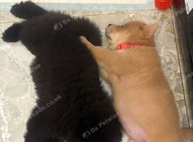 Chows ready and reduced !!
