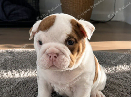 Exceptional English Bulldog Puppies available