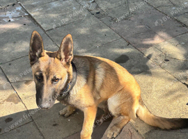 Belgium malinois and Swiss shepherd cross ready