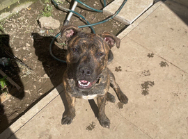 Rex