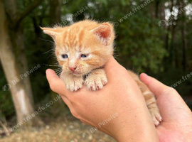 Kittens ready for deposit