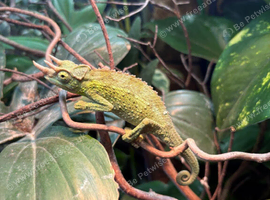 Jackson chameleons for sale  males one female