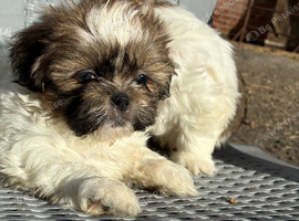 Stunning Shihtz