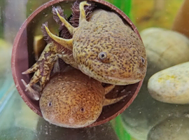 Adult axolotls, various colours available