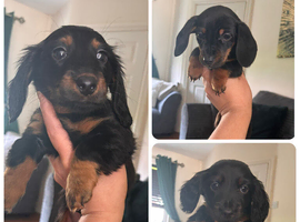 Miniature dachshunds