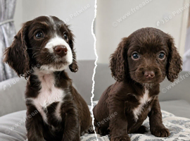 Beautiful F1b Cockapoo Puppies