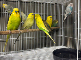 Budgies and zebra finches for sale
