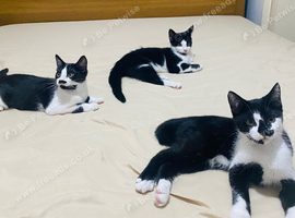 Adorable  Black & White  Kittens &ndash; selling ASAP!