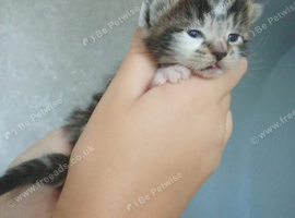 3 little kittens for sale