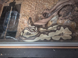Male Ball python