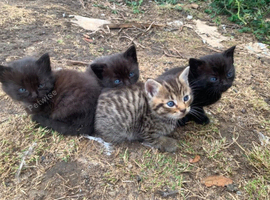 Maine coon cross