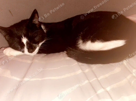 Cat for sale