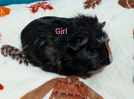 Baby guinea pigs for sale