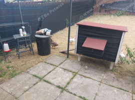 6 hens, coop, feeder bin, feeders + extras